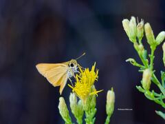 Copaeodes aurantiaca