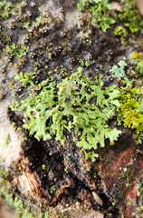 Physcia dubia