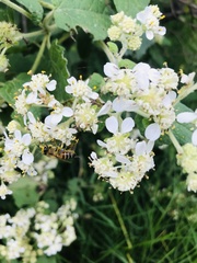 Montanoa tomentosa