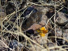 Copaeodes aurantiaca