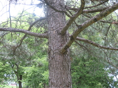 Pinus resinosa