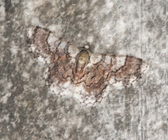 Myrioblephara pingasoides