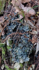 Peltigera polydactylon