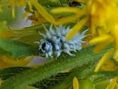 Cryptolaemus