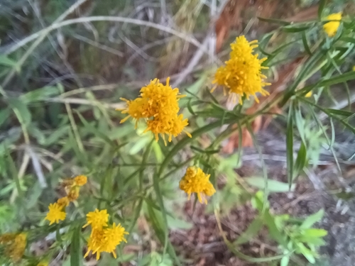 iNaturalist observation photo of western goldenrod
