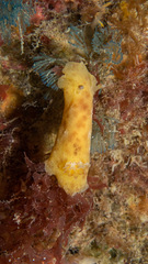 Sclerodoris