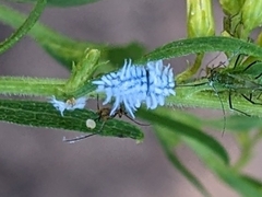 Cryptolaemus