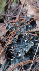 Peltigera polydactylon