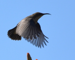 Cinnyris fuscus fuscus