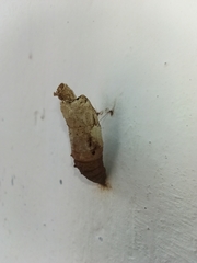 Papilionidae