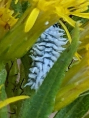 Cryptolaemus