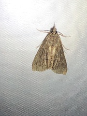 Hypena