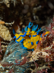 Tambja verconis