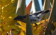 Cinnyris fuscus fuscus