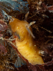 Sclerodoris