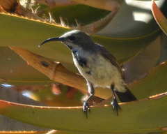 Cinnyris fuscus fuscus