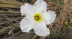Mandevilla velame