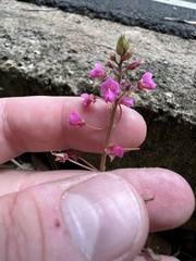Desmodium axillare