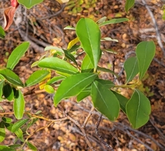 Salix scouleriana