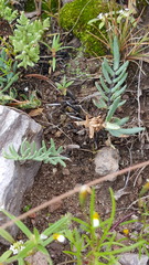 Pellaea ternifolia