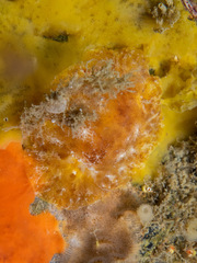 Sclerodoris