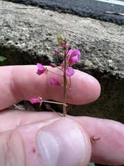 Desmodium axillare