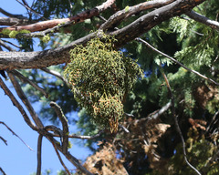 Phoradendron libocedri