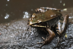 Lithobates maculatus
