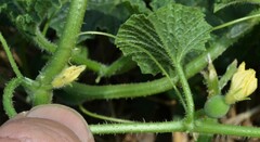 Cucumis