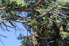 Phoradendron libocedri