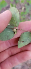 Symphoricarpos orbiculatus