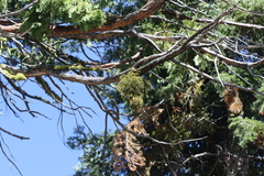 Phoradendron libocedri