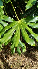 Fatsia japonica