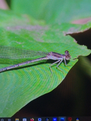 Argia hinei