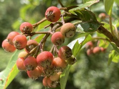 Photinia niitakayamensis