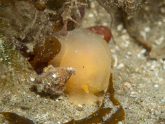 Doriopsilla carneola