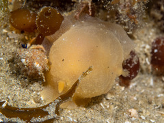 Doriopsilla carneola
