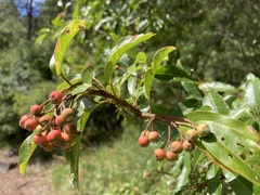 Photinia niitakayamensis