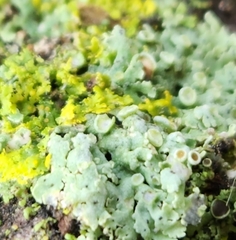 Physcia aipolia