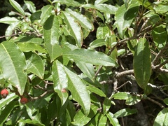 Photinia niitakayamensis