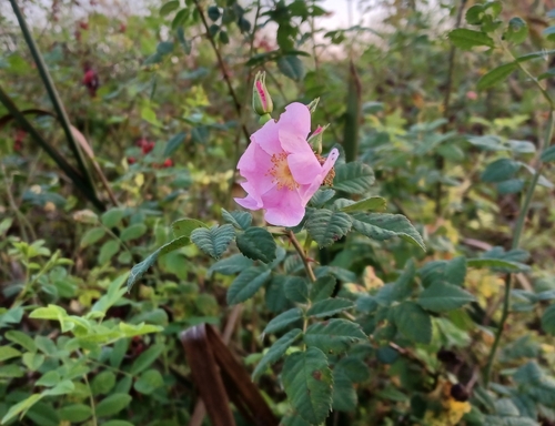 iNaturalist observation photo of California Wild Rose