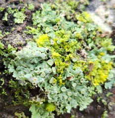 Physcia aipolia