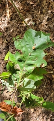 Druon quercusflocci