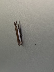 Crambus quinquareatus