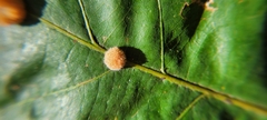 Druon quercusflocci