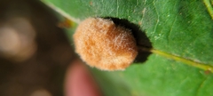 Druon quercusflocci