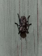 Phloeodes diabolicus