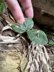 Desmodium axillare