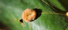 Druon quercusflocci