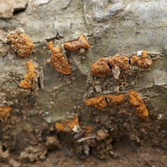Amphilogia gyrosa